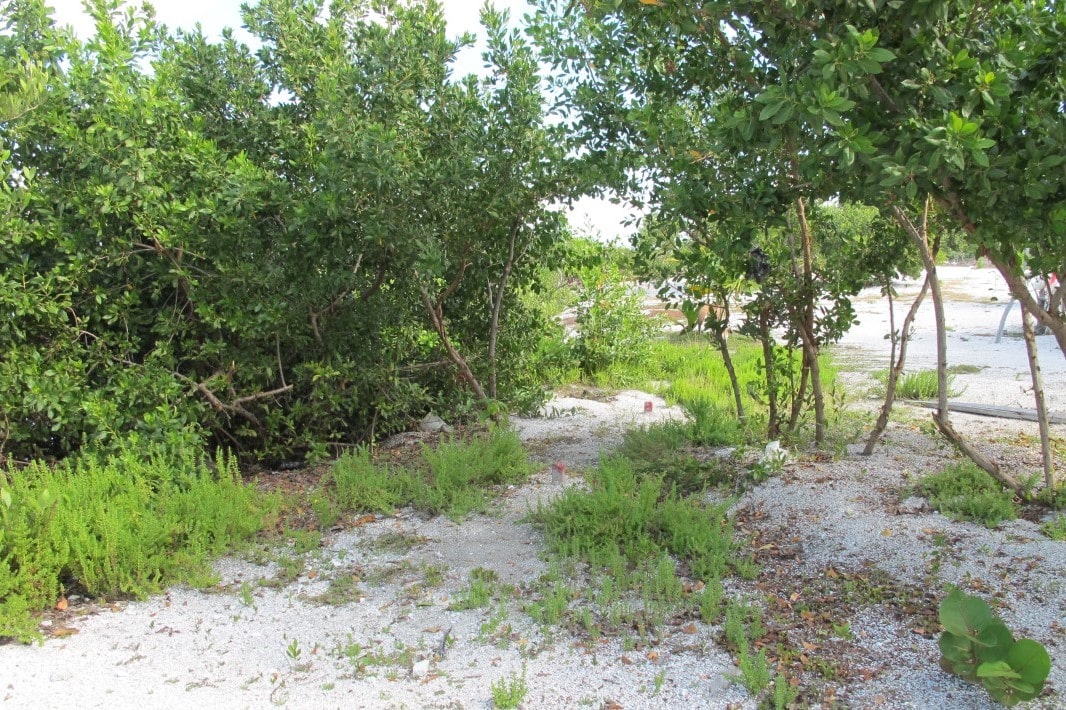 Beautiful Affordable Lot In Tres Cocos – Lot 4